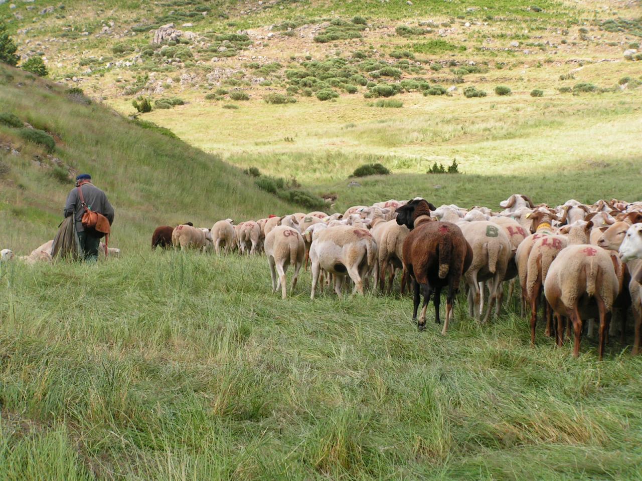 Le troupeau et le berger
