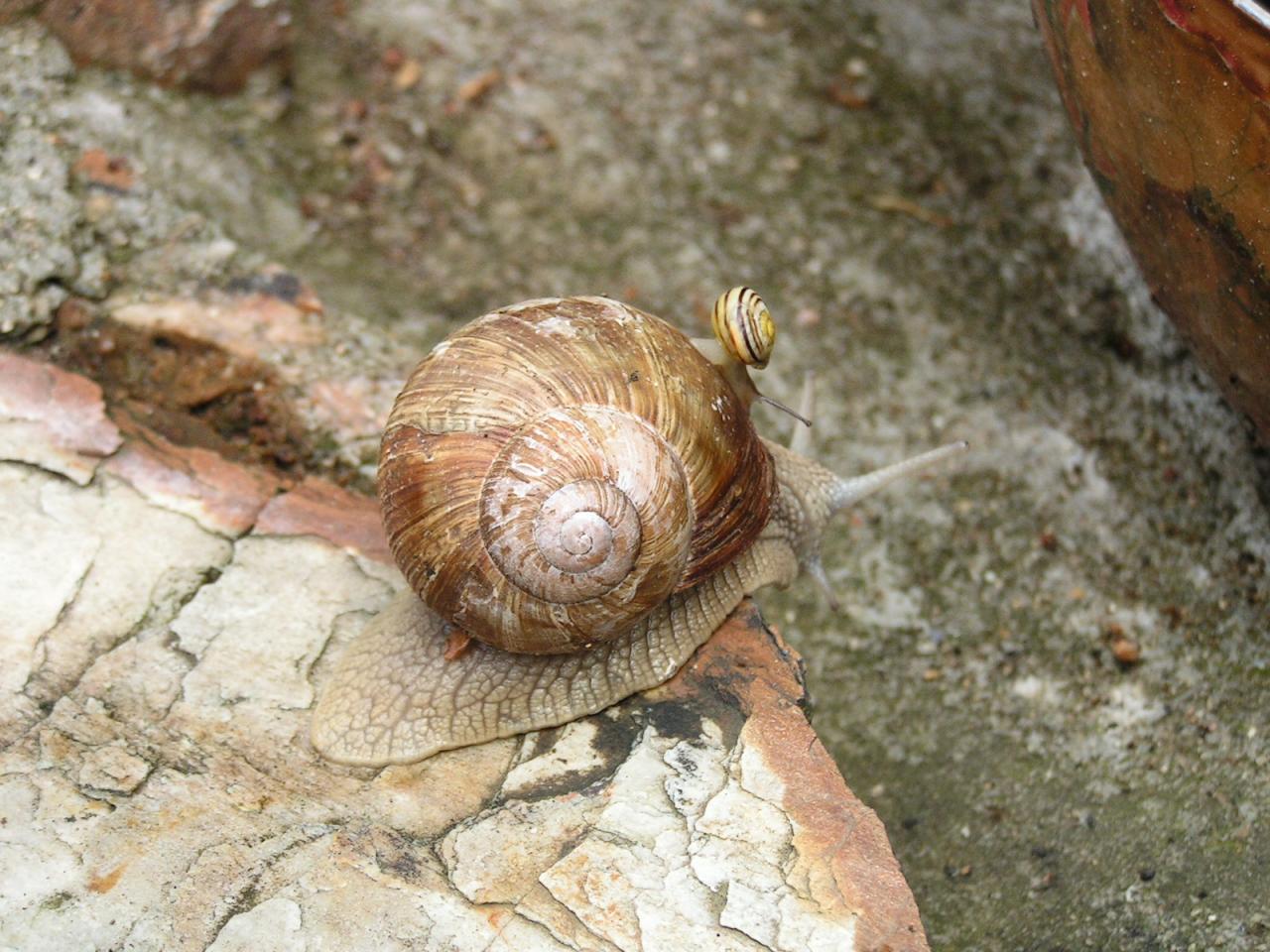 L'escargot malin